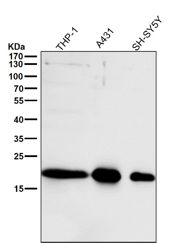 1 - Anti-ARF1 Rabbit Monoclonal Antibody ABO13442