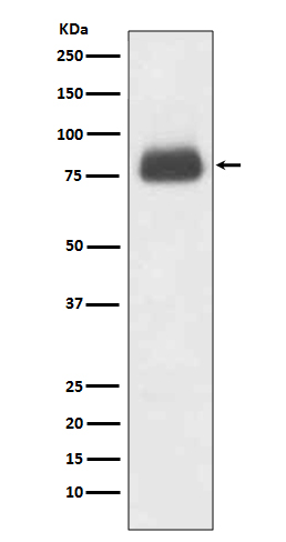 1 - Anti-CD36/Sr B3 Rabbit Monoclonal Antibody ABO13444