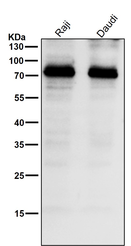 1 - Anti-CD36/Sr B3 Rabbit Monoclonal Antibody ABO13444