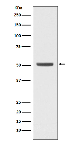1 - Anti-E2F2 Rabbit Monoclonal Antibody ABO13445