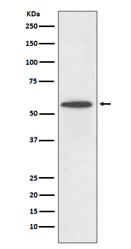 1 - Anti-IRF5 Rabbit Monoclonal Antibody ABO13446