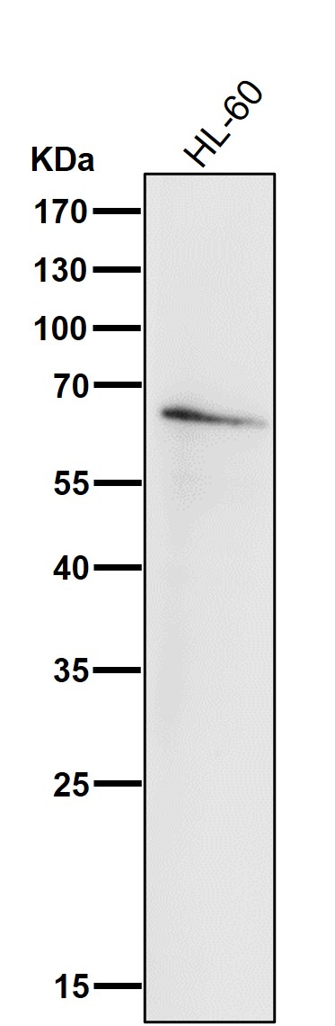 1 - Anti-IRF5 Rabbit Monoclonal Antibody ABO13446
