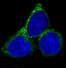 3 - Anti-RAB7 RAB7A Rabbit Monoclonal Antibody ABO13447