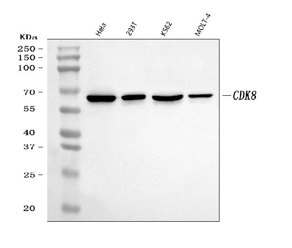 1 - Anti-CDK8 Rabbit Monoclonal Antibody ABO13450