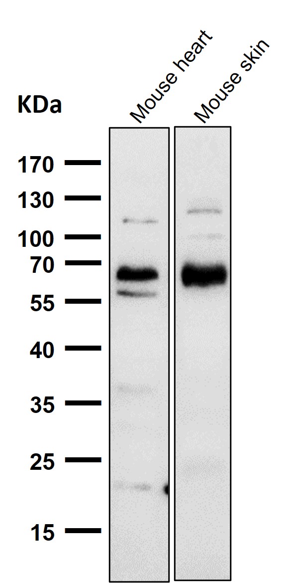 1 - Anti-CDK8 Rabbit Monoclonal Antibody ABO13450