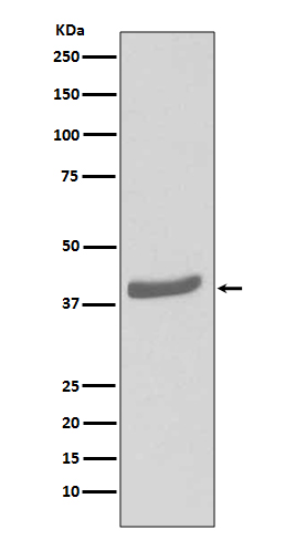 1 - Anti-CDK7 Rabbit Monoclonal Antibody ABO13451