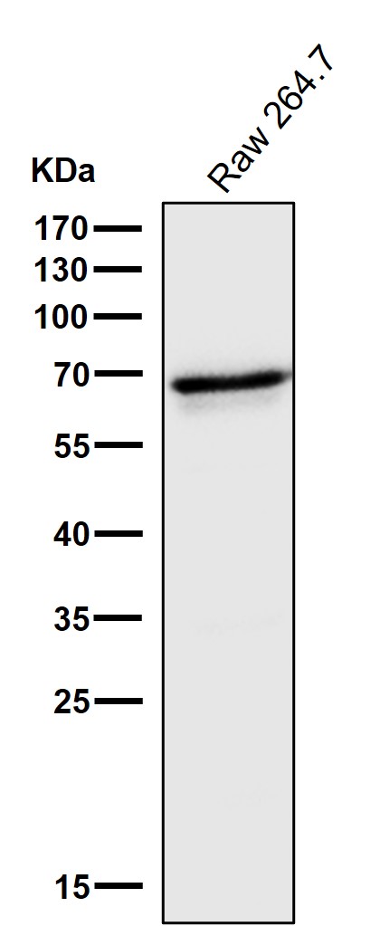 1 - Anti-IRF5 Rabbit Monoclonal Antibody ABO13452