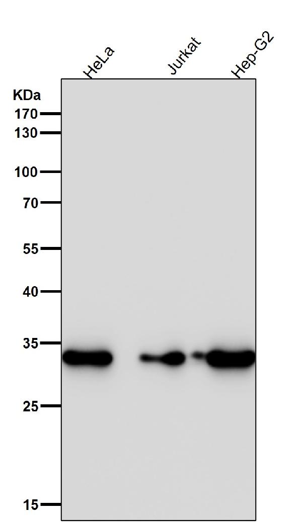 1 - Anti-CDK4 Rabbit Monoclonal Antibody ABO13454
