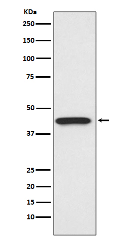 1 - Anti-CDK9 Rabbit Monoclonal Antibody ABO13456