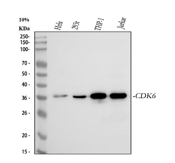 1 - Anti-CDK6 Rabbit Monoclonal Antibody ABO13457