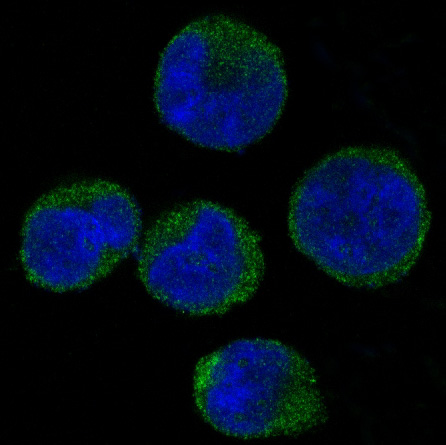 3 - Anti-CDK6 Rabbit Monoclonal Antibody ABO13457