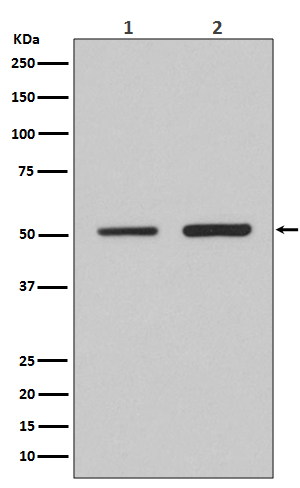 1 - Anti-IRF2 Rabbit Monoclonal Antibody ABO13459