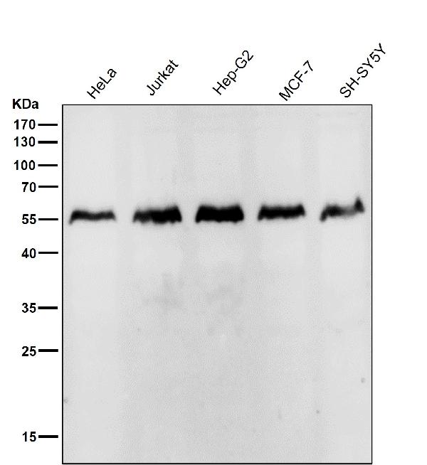 1 - Anti-IRF2 Rabbit Monoclonal Antibody ABO13459