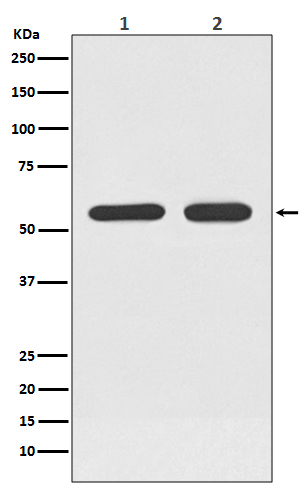 1 - Anti-ATF7 Rabbit Monoclonal Antibody ABO13460