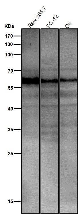 1 - Anti-ATF7 Rabbit Monoclonal Antibody ABO13460