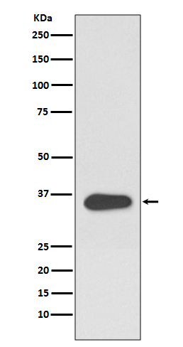 1 - Anti-ATF1 Rabbit Monoclonal Antibody ABO13461