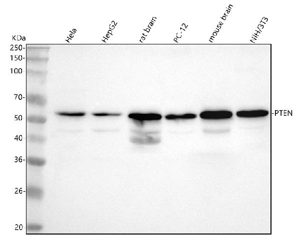 1 - Anti-PTEN Rabbit Monoclonal Antibody ABO13462