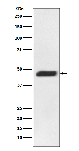 1 - Anti-MEK2 MAP2K2 Rabbit Monoclonal Antibody ABO13463