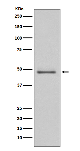 1 - Anti-MEK5 Rabbit Monoclonal Antibody ABO13465