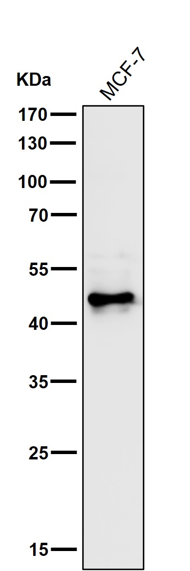 1 - Anti-MEK5 Rabbit Monoclonal Antibody ABO13465