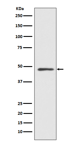 1 - Anti-MEK7 MAP2K7 Rabbit Monoclonal Antibody ABO13466