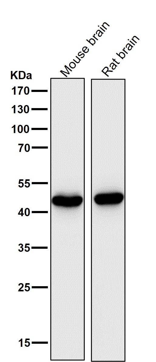 1 - Anti-MEK7 MAP2K7 Rabbit Monoclonal Antibody ABO13466