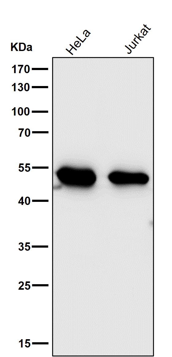 1 - Anti-MEK7 MAP2K7 Rabbit Monoclonal Antibody ABO13466