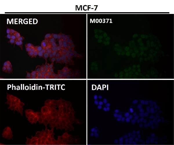 1 - Anti-ATF4 Rabbit Monoclonal Antibody ABO13467