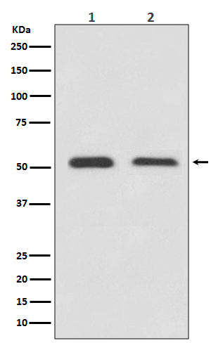 1 - Anti-ATF4 Rabbit Monoclonal Antibody ABO13467