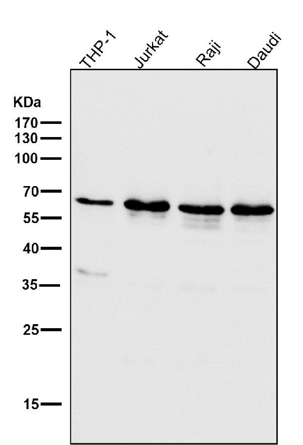 1 - Anti-ATF4 Rabbit Monoclonal Antibody ABO13467