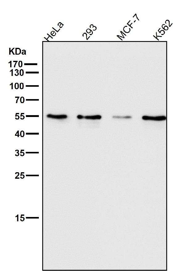 1 - Anti-ATF4 Rabbit Monoclonal Antibody ABO13467