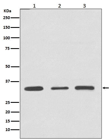 1 - Anti-ATF5 Rabbit Monoclonal Antibody ABO13469