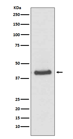 1 - Anti-JunB Rabbit Monoclonal Antibody ABO13471