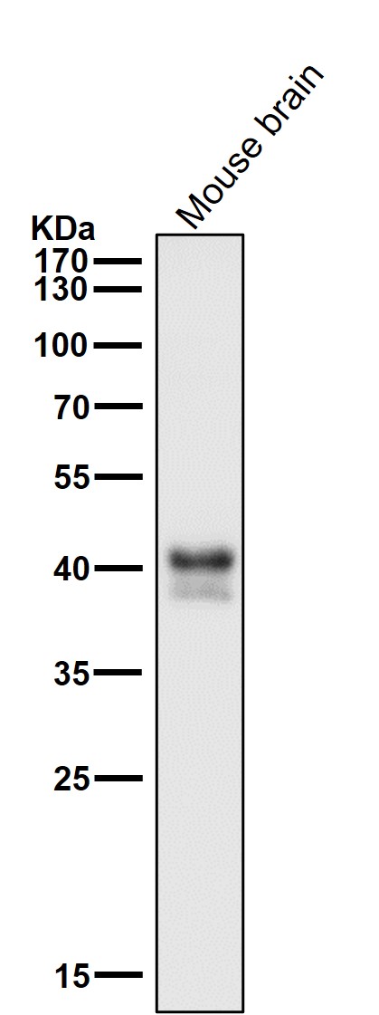 1 - Anti-JunB Rabbit Monoclonal Antibody ABO13471