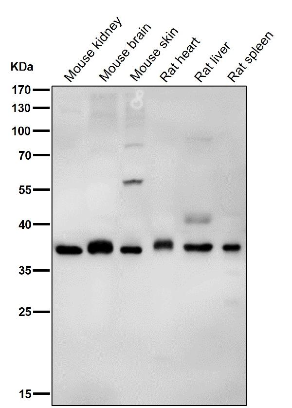 1 - Anti-PAX9 Rabbit Monoclonal Antibody ABO13472