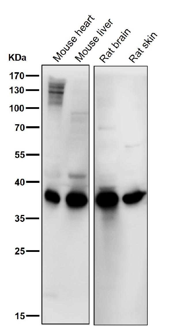 1 - Anti-PAX9 Rabbit Monoclonal Antibody ABO13472