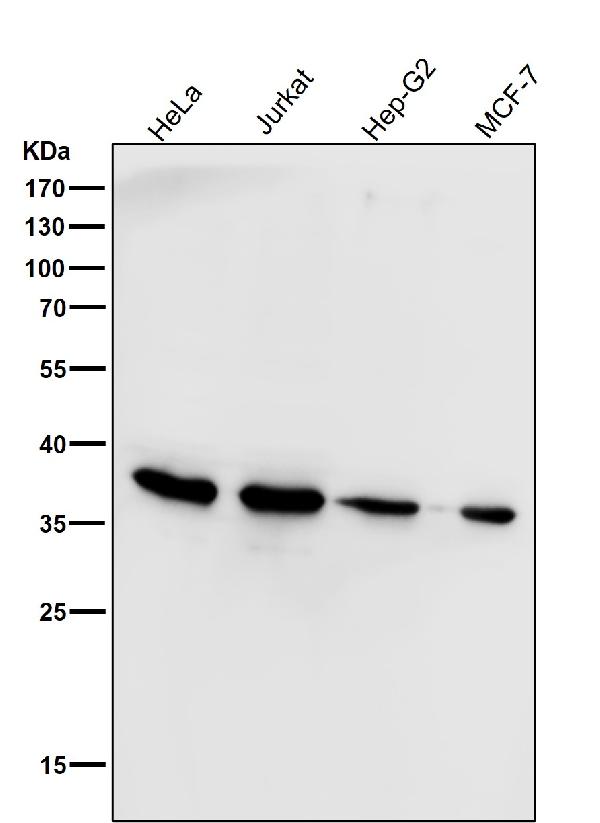 1 - Anti-PAX9 Rabbit Monoclonal Antibody ABO13472