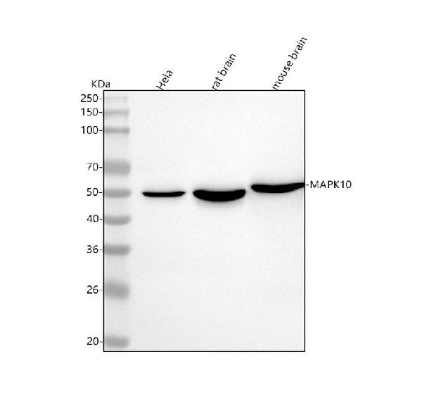 1 - Anti-JNK3 Rabbit Monoclonal Antibody ABO13474