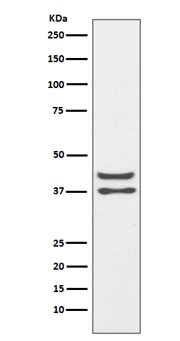 1 - Anti-JunD Rabbit Monoclonal Antibody ABO13475