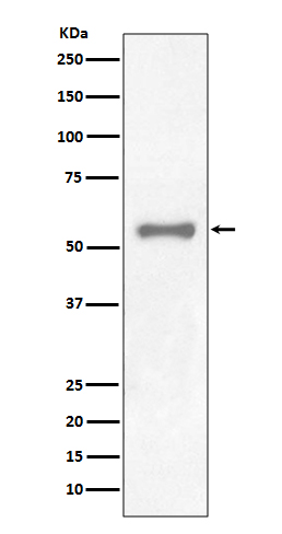 1 - Anti-PAX7 Rabbit Monoclonal Antibody ABO13477