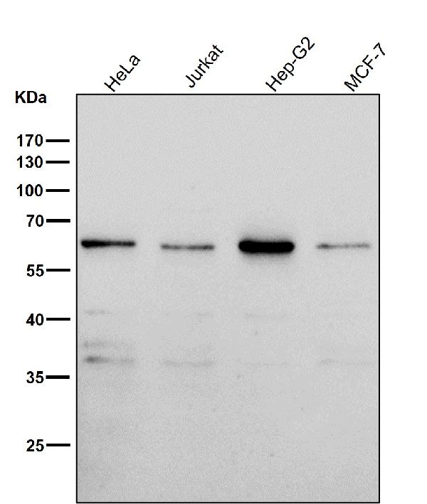 1 - Anti-PAX7 Rabbit Monoclonal Antibody ABO13477