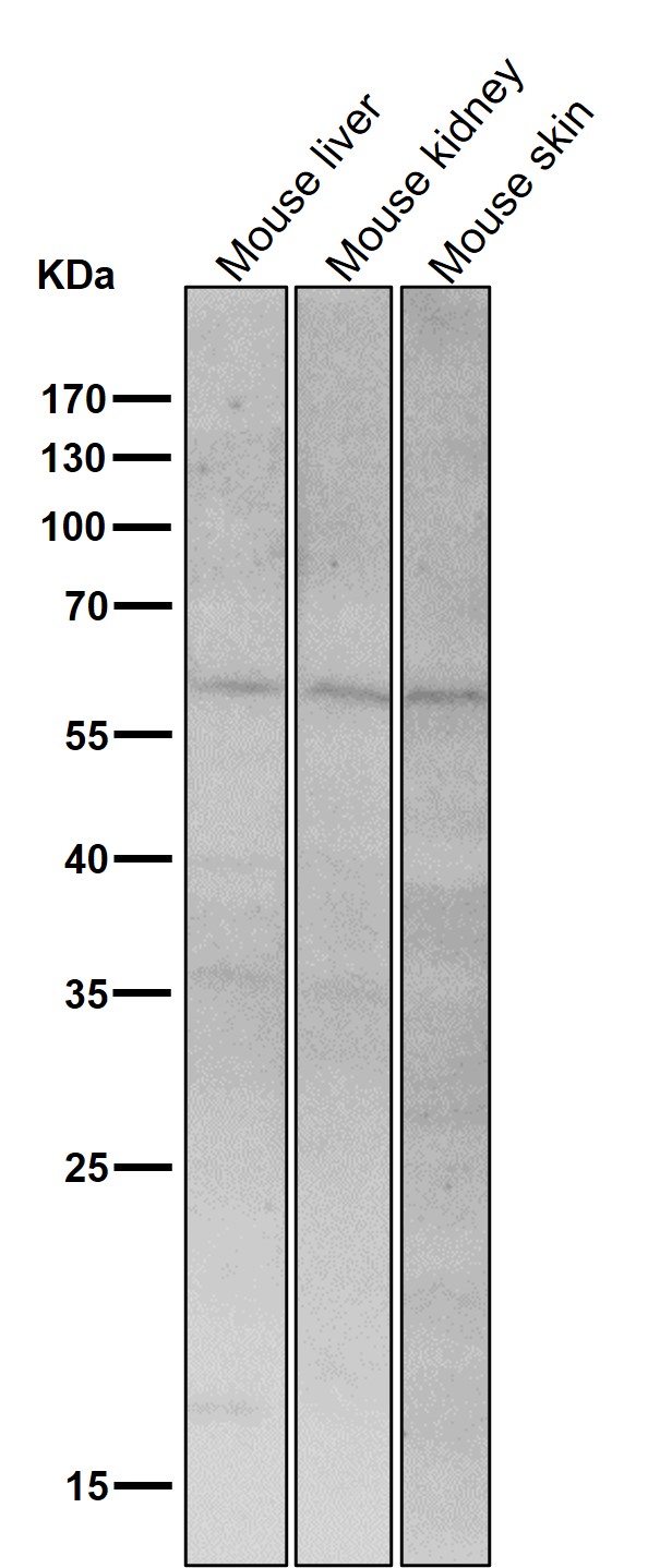 1 - Anti-PAX7 Rabbit Monoclonal Antibody ABO13477