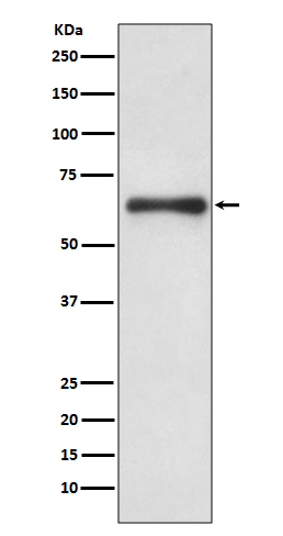 1 - Anti-Cdc6 Rabbit Monoclonal Antibody ABO13479