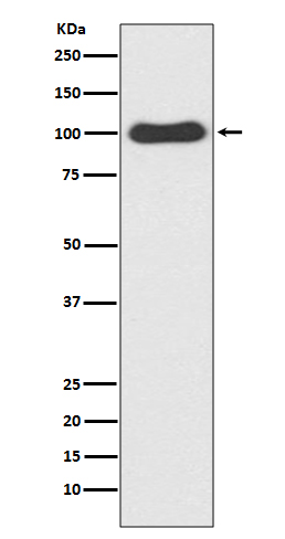 1 - Anti-CDC5 CDC5L Rabbit Monoclonal Antibody ABO13480