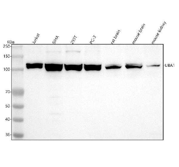 1 - Anti-UBA1/Ube1 Rabbit Monoclonal Antibody ABO13481