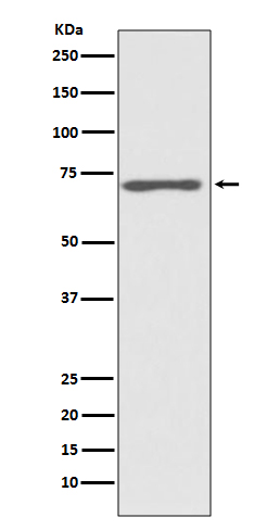1 - Anti-Raf1 Rabbit Monoclonal Antibody ABO13482