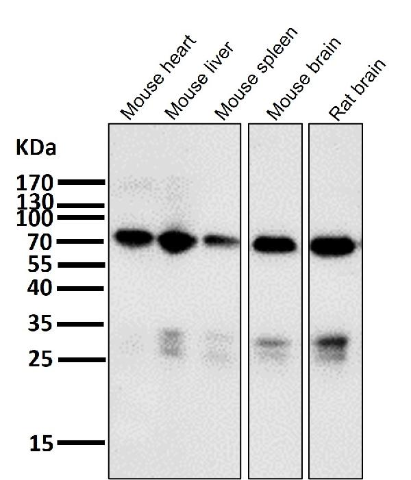 1 - Anti-Raf1 Rabbit Monoclonal Antibody ABO13482