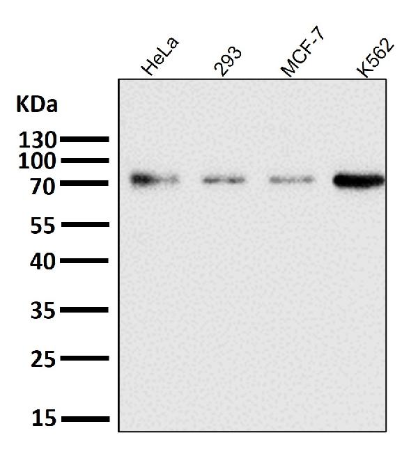 1 - Anti-Raf1 Rabbit Monoclonal Antibody ABO13482