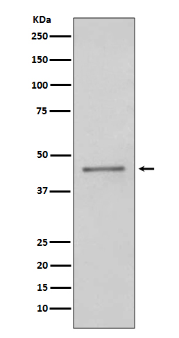 1 - Anti-PAX5/Bsap Rabbit Monoclonal Antibody ABO13483