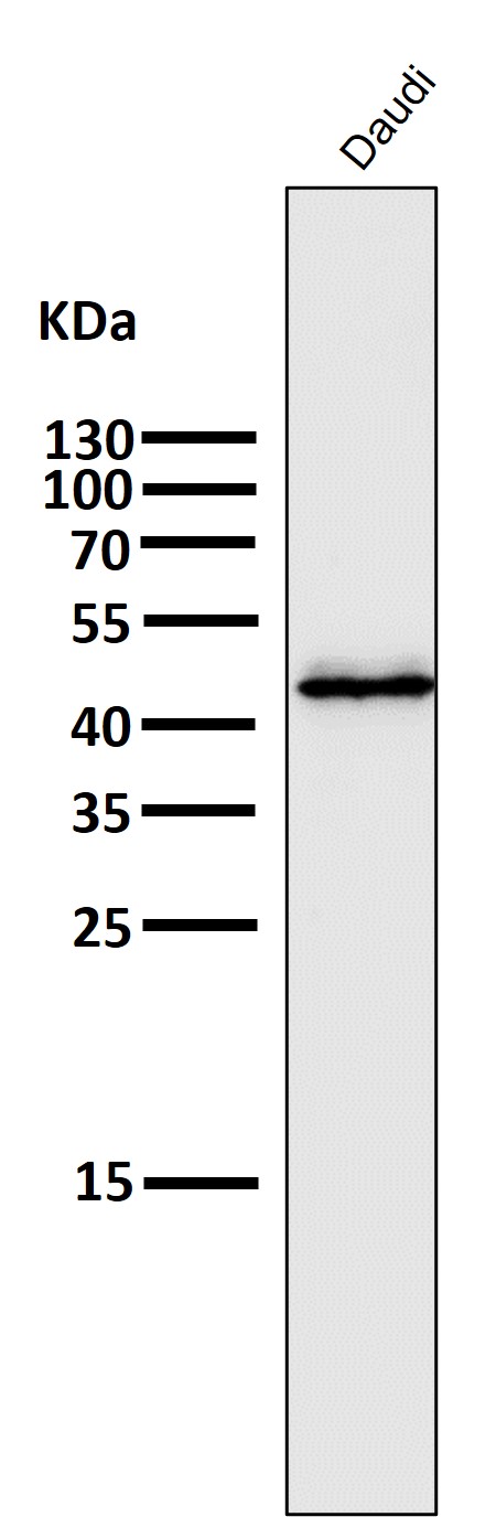 1 - Anti-PAX5/Bsap Rabbit Monoclonal Antibody ABO13483